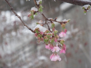河津桜も雪化粧