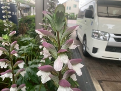 初夏のお花がエントランスで出迎えます。