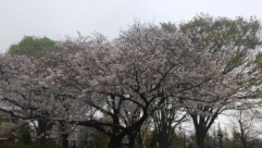 6日　満開の桜