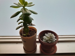 私たちが育てている多肉植物です。