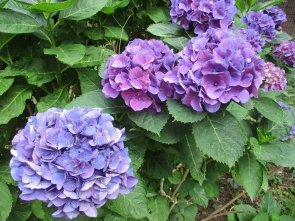 関町デイサービスセンターのお庭の紫陽花です。
