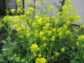 菜の花もきれいに咲いています！