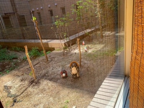 こちらは中庭です。現在は狸の親子と奥に小人さんがいます。置物を募集中です。