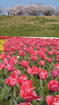 都市農業公園です。桜とチューリップが咲き誇ります。