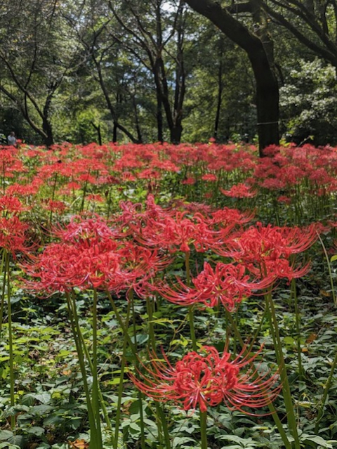 曼殊沙華