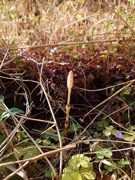 関町特養の庭のつくし