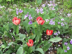 桜の花びら舞い散る庭で、春のお花が満開です