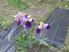 あやめの花が咲きました