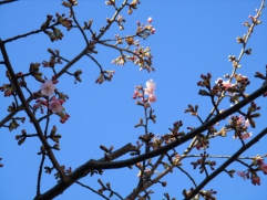 寒桜　開花です！