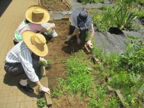 会話が弾む雑草取り