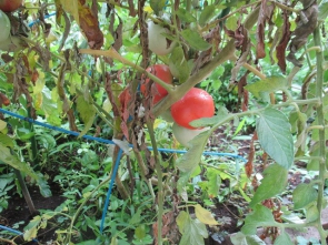 大きく育ったトマトです。