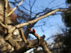寒桜のつぼみ