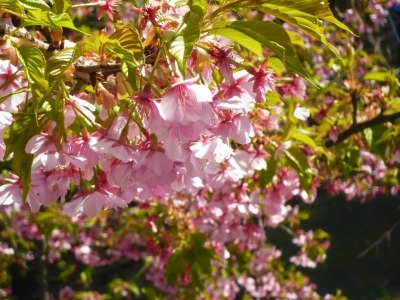 早咲きのカワヅザクラ