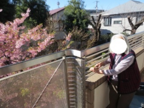 河津桜と写真撮影