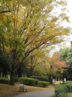 秋の陽公園の紅葉