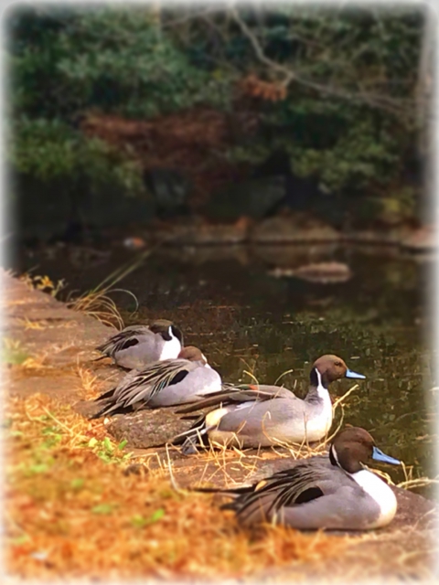 光が丘公園 観賞池のカモ達。池のほとりで仲良く休憩中。