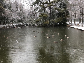 池の鴨も寒そうでした。