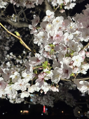夜の桜もきれいです。