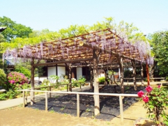 　　　　　　　　　　みごとな藤です！
