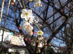 　　　　　　　　　　梅の花・・・　綺麗ですね♪♪