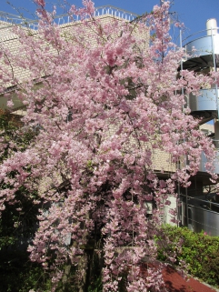 　　　　　　　　　　　　枝垂桜が満開です！！