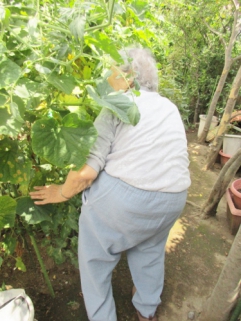 野菜の生育状況を確認されるために背中を伸ばし、立位保持やバランス訓練に！！