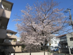 施設の桜が満開です！