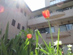 太陽に向かって伸びる花のように・・・