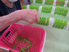 　　　　綺麗に並んだ洗濯ばさみ。どことなくお茶の新芽に見えなくもない⁈