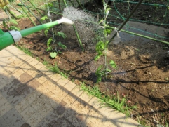   　　　   雨続きでちょっとひょろひょろしていますが・・・・・