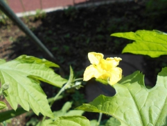     　　　　     黄色い花が咲きました！