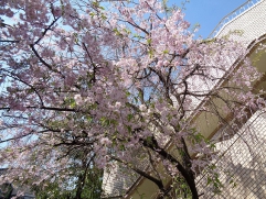 枝垂れ桜が見頃を迎えました