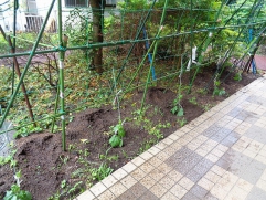 無事、苗植え終了！