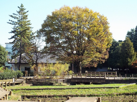秋の陽公園（１１/２８）