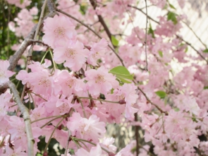 　　　　　　　　　　　　可憐な花です♪♪