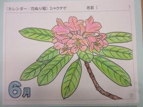 　　　　シャクナゲの花