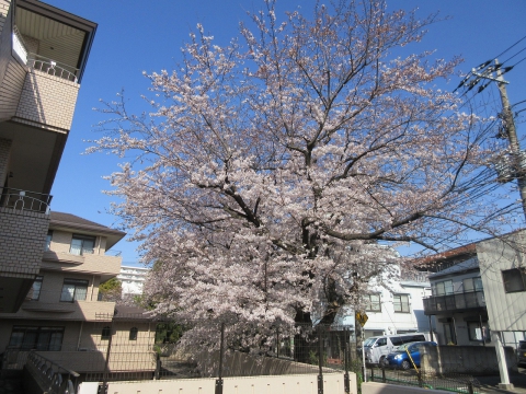 施設の桜が満開です！