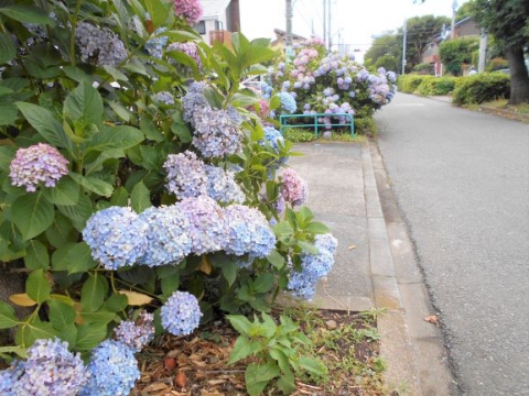           雨の日も華やかなグリーンベルト