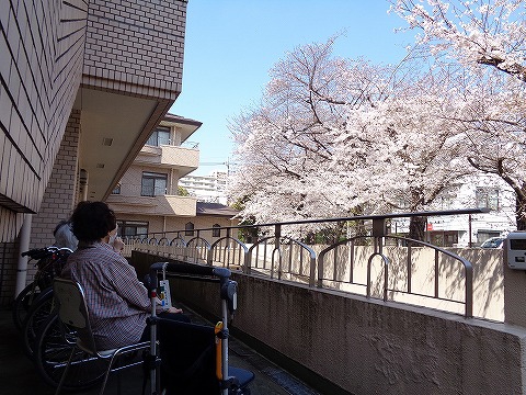 　　今年も綺麗に咲きました！