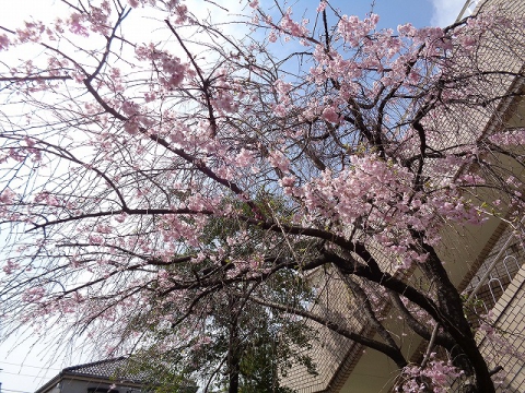        施設の中庭のしだれ桜です。