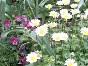 　きれいな花が満開です。