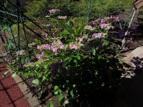 沢山のお花が咲きました。