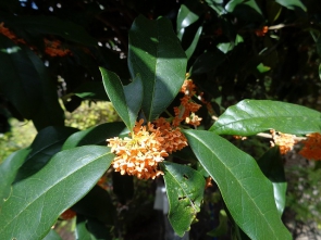 金木犀の花