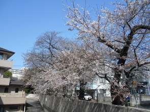 桜が綺麗な季節♪