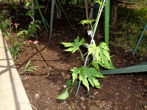苗を植えました