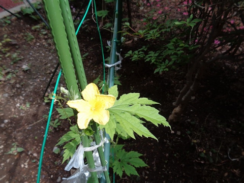 ゴーヤの花が咲きました