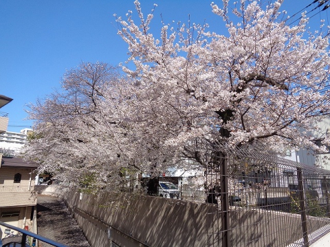 絶好のお花見日和！