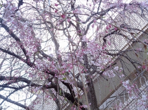 お庭には枝垂れ桜もあります