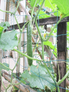 　　　　　　　　　　　　食べ頃キュウリ♪♪