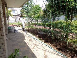 　　ここがグリーンカーテンになるんです！
